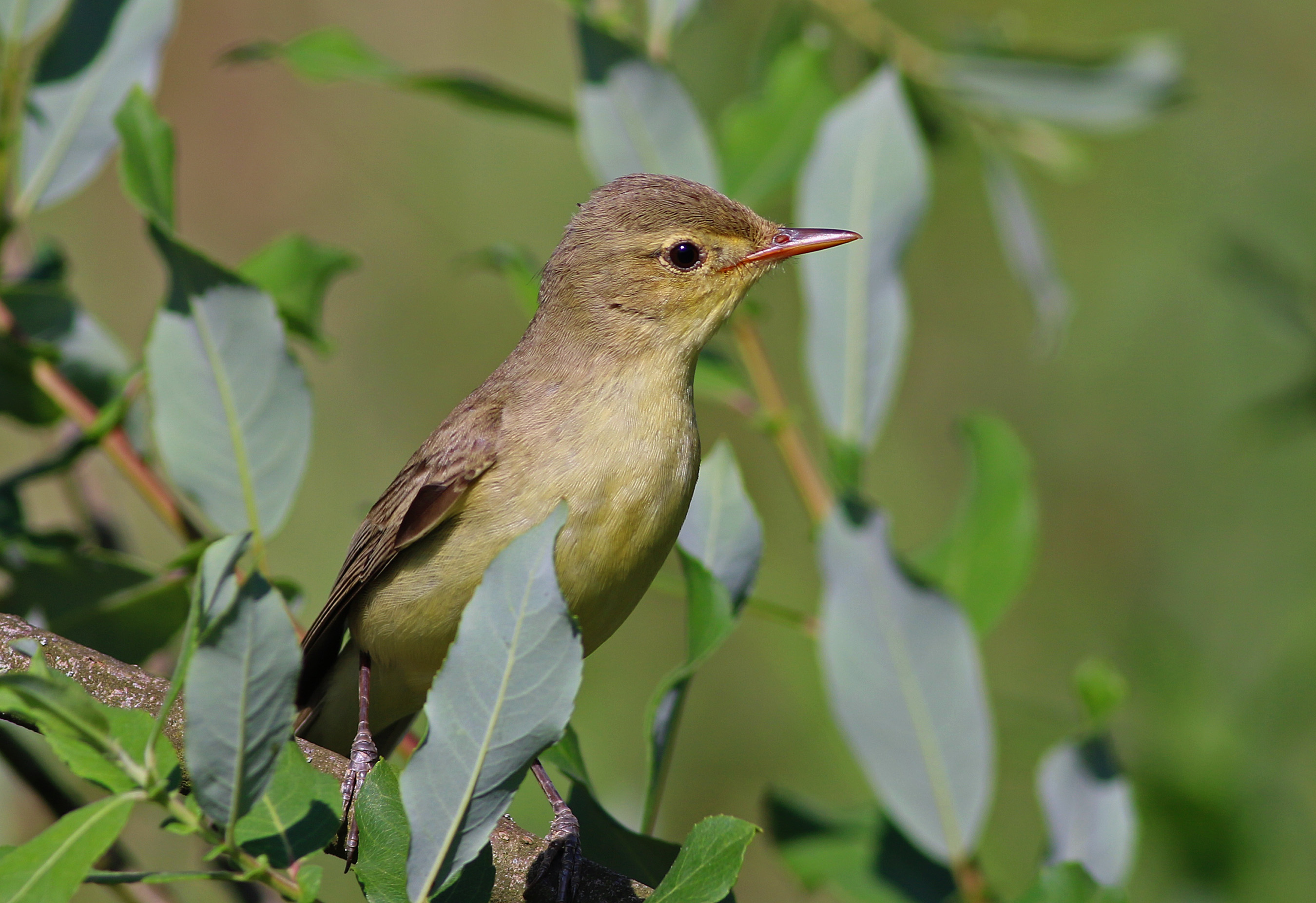 Icterine Warbler